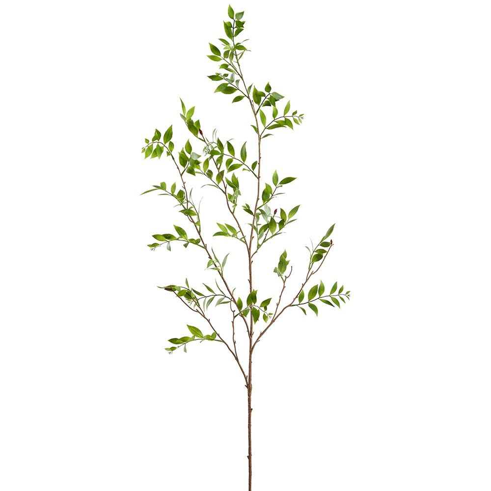 Podocarpus Leaf Spray