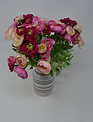 Pink Mini Ranunculus Bush