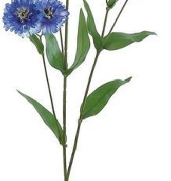 30" Garden Cornflower