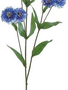 30" Garden Cornflower