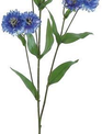 30" Garden Cornflower