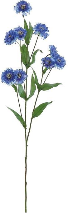 30" Garden Cornflower