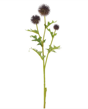 Globe Thistle Spray