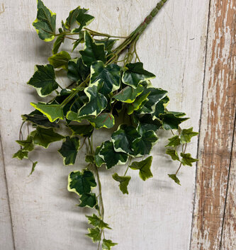 22" Variegated Ivy Bush