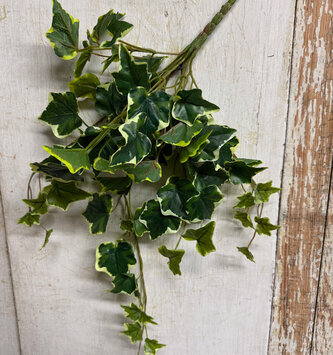 22" Variegated Ivy Bush