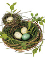 Double Nest w/ Eggs
