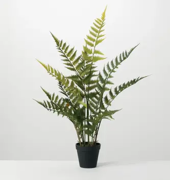 Woods Fern Potted Plant
