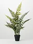 Woods Fern Potted Plant