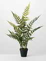 Woods Fern Potted Plant