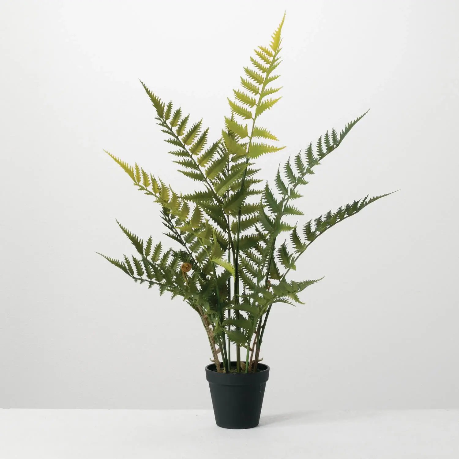 Woods Fern Potted Plant