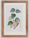 Botanical Green Leaves Framed Print