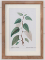 Botanical Green Leaves Framed Print