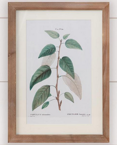 Botanical Green Leaves Framed Print
