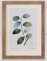 Botanical Green Leaves Framed Print