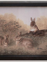 Antique Rabbits Framed Print