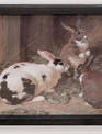 Antique Rabbits Framed Print