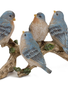 Blue Birds on Branch