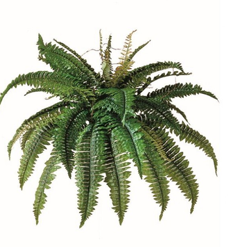 Estate Boston Fern (2-Sizes)