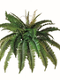 Estate Boston Fern (2-Sizes)