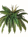 Estate Boston Fern (2-Sizes)