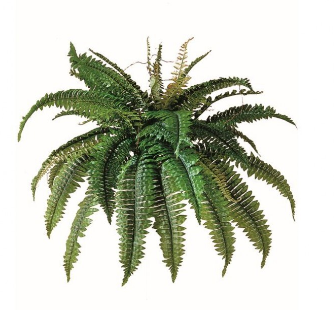 Estate Boston Fern (2-Sizes)