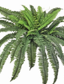Estate Boston Fern (2-Sizes)