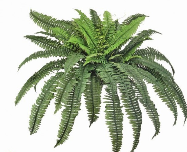 Estate Boston Fern (2-Sizes)