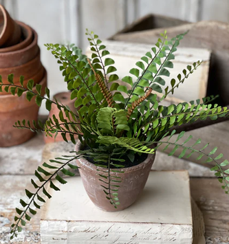 11" Button Fern in Apprentice Pot