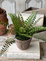 11" Button Fern in Apprentice Pot