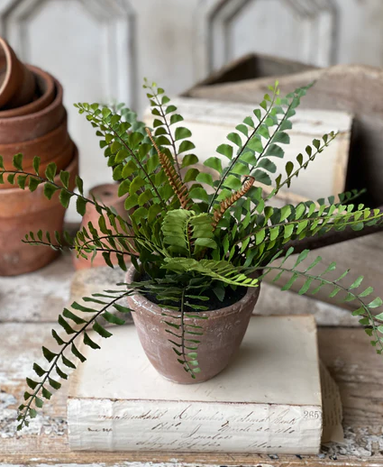 11" Button Fern in Apprentice Pot