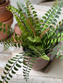 11" Button Fern in Apprentice Pot
