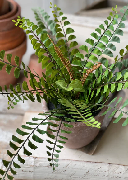 11" Button Fern in Apprentice Pot