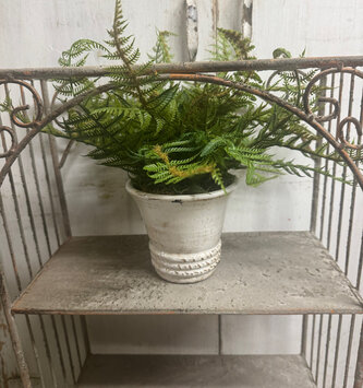 Custom Small Woods Fern