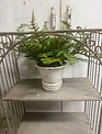 Custom Small Woods Fern