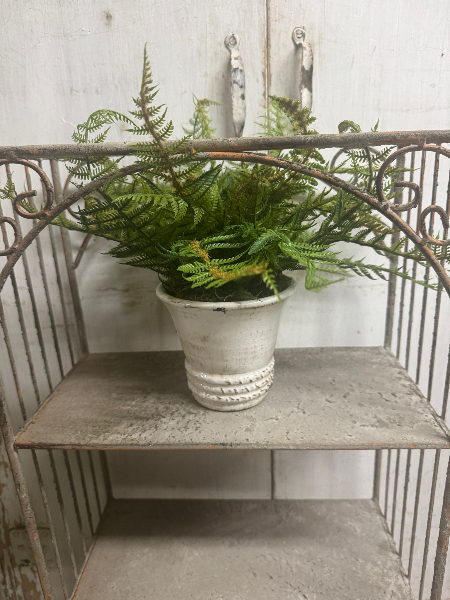 Custom Small Woods Fern