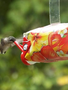 Happy Hummers Hummingbird Feeder EZ Nectar