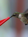 Happy Hummers Hummingbird Feeder EZ Nectar