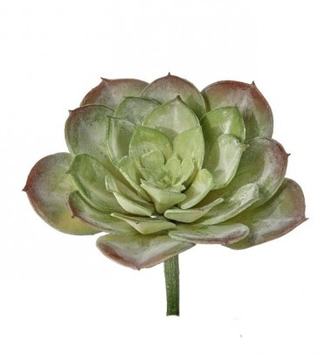 Hen & Chicken Succulent