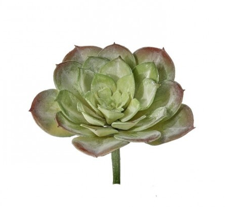 Hen & Chicken Succulent