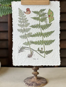 Fieldguide Decoupage Fern Hanging Print
