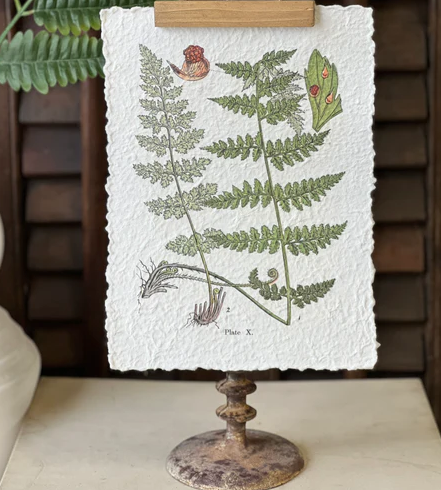 Fieldguide Decoupage Fern Hanging Print