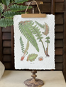Fieldguide Decoupage Fern Hanging Print
