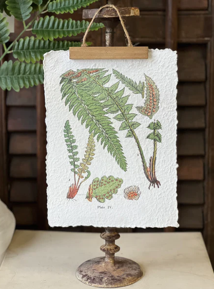 Fieldguide Decoupage Fern Hanging Print