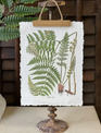 Fieldguide Decoupage Fern Hanging Print