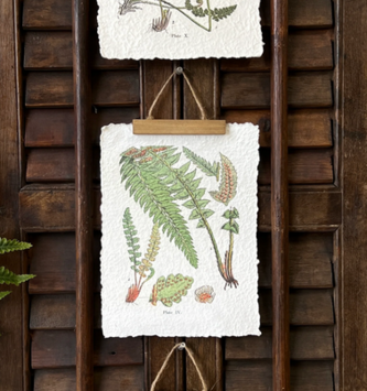 Fieldguide Decoupage Fern Hanging Print (3-Styles)