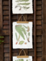 Fieldguide Decoupage Fern Hanging Print (3-Styles)