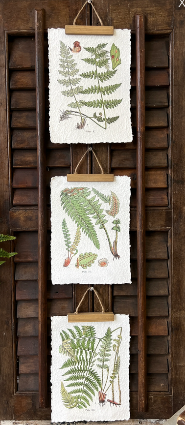 Fieldguide Decoupage Fern Hanging Print