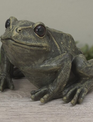 9" Garden Frog