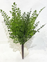 13" Maidenhair Bush