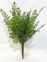 13" Maidenhair Bush